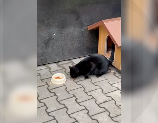 Animalele de companie pot intra in institutiile publice din Cluj
