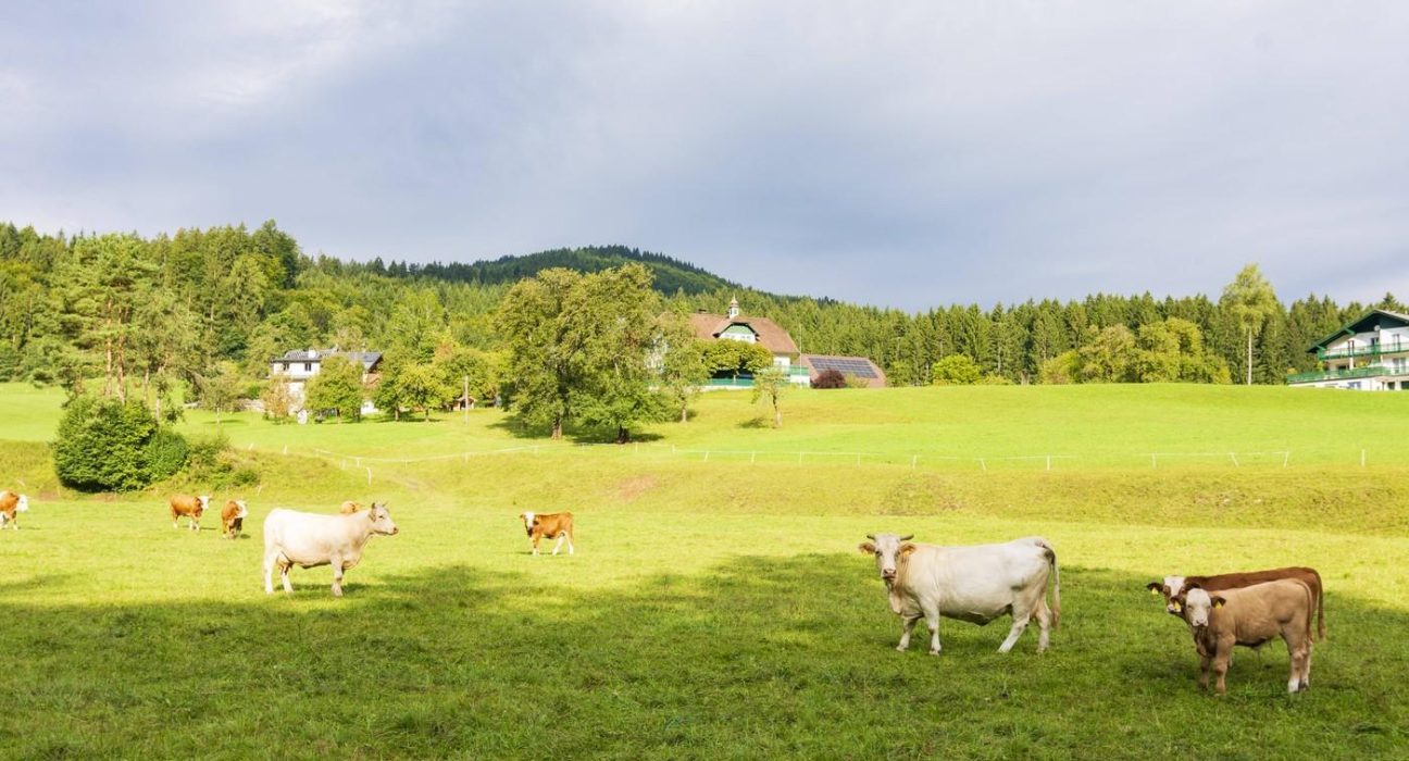 Barbat de 85 de ani calcat de vaci in Alpi