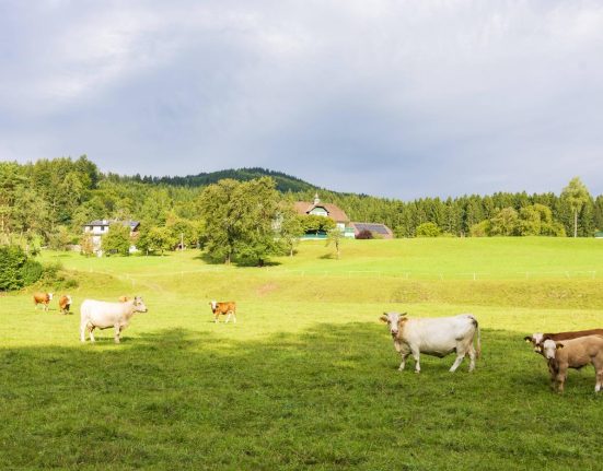 Barbat de 85 de ani calcat de vaci in Alpi