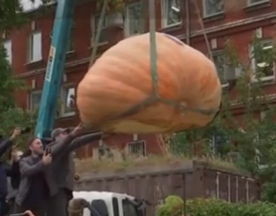 Dovleacul gigant de 969 kg crescut de fermierii rusi